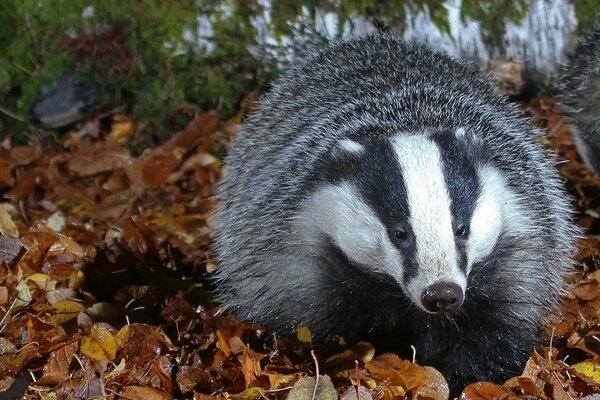 The skunk went out into the open air