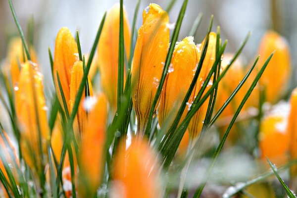 Fotos de flores de color naranja en cristales de nieve