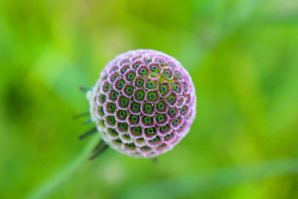 Foto de la flor redonda púrpura en la parte superior