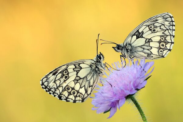 Две бабочки сидят на фиолетовом цветке