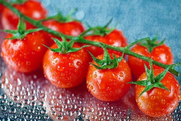 Tomates cerises sur une branche