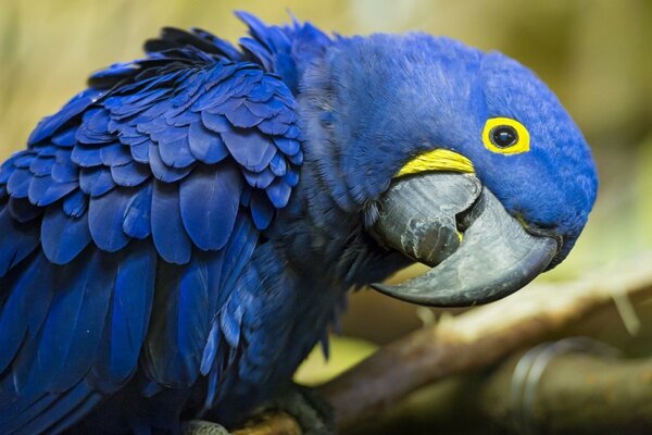 Blauer Papagei mit gelben Kreisen am Auge