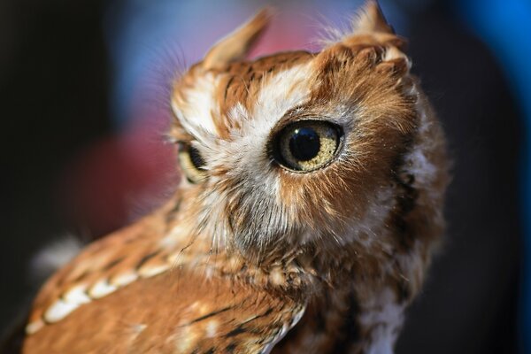 Wild owl with big eyes