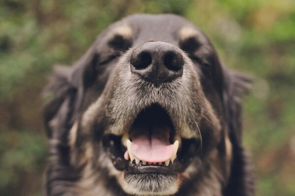 Der Hund ist draußen. Die Nase des Hundes