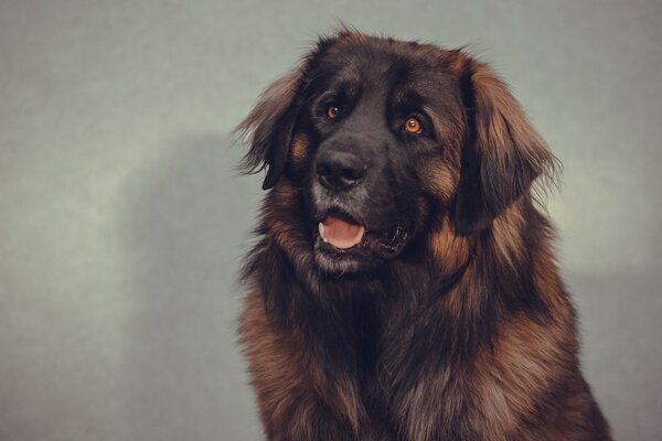 A chocolate-colored dog with amber eyes