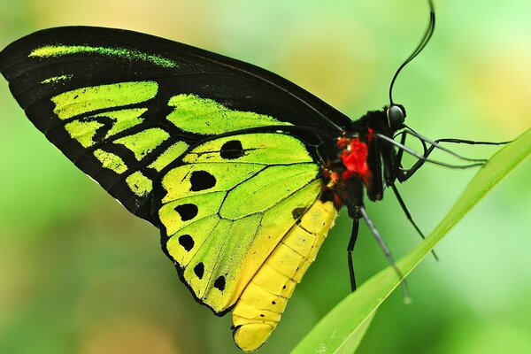 Nature insects butterfly wing