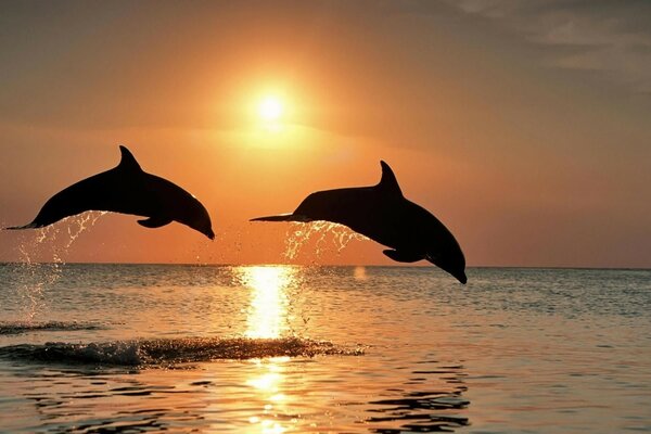 In the animal world. Ocean and Dolphin blowers