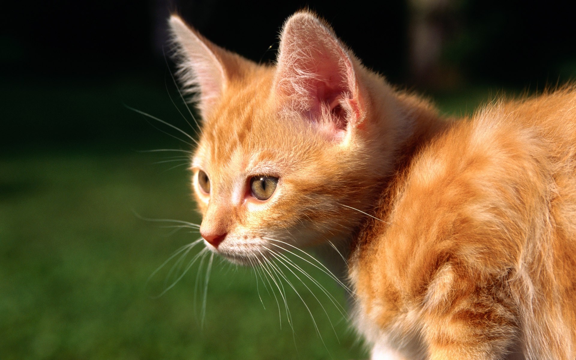 gatos gato fofa animal de estimação animal mamífero gatinho pele olho retrato pequeno doméstico bigode jovem para baixo engraçado visualização adorável natureza gatinho