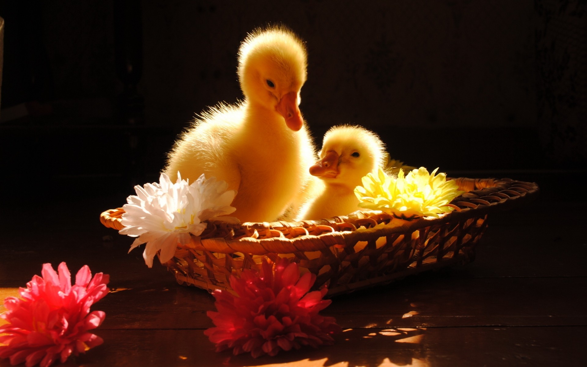 küken ostern vögel damen ei vogel ente huhn ein blume kind