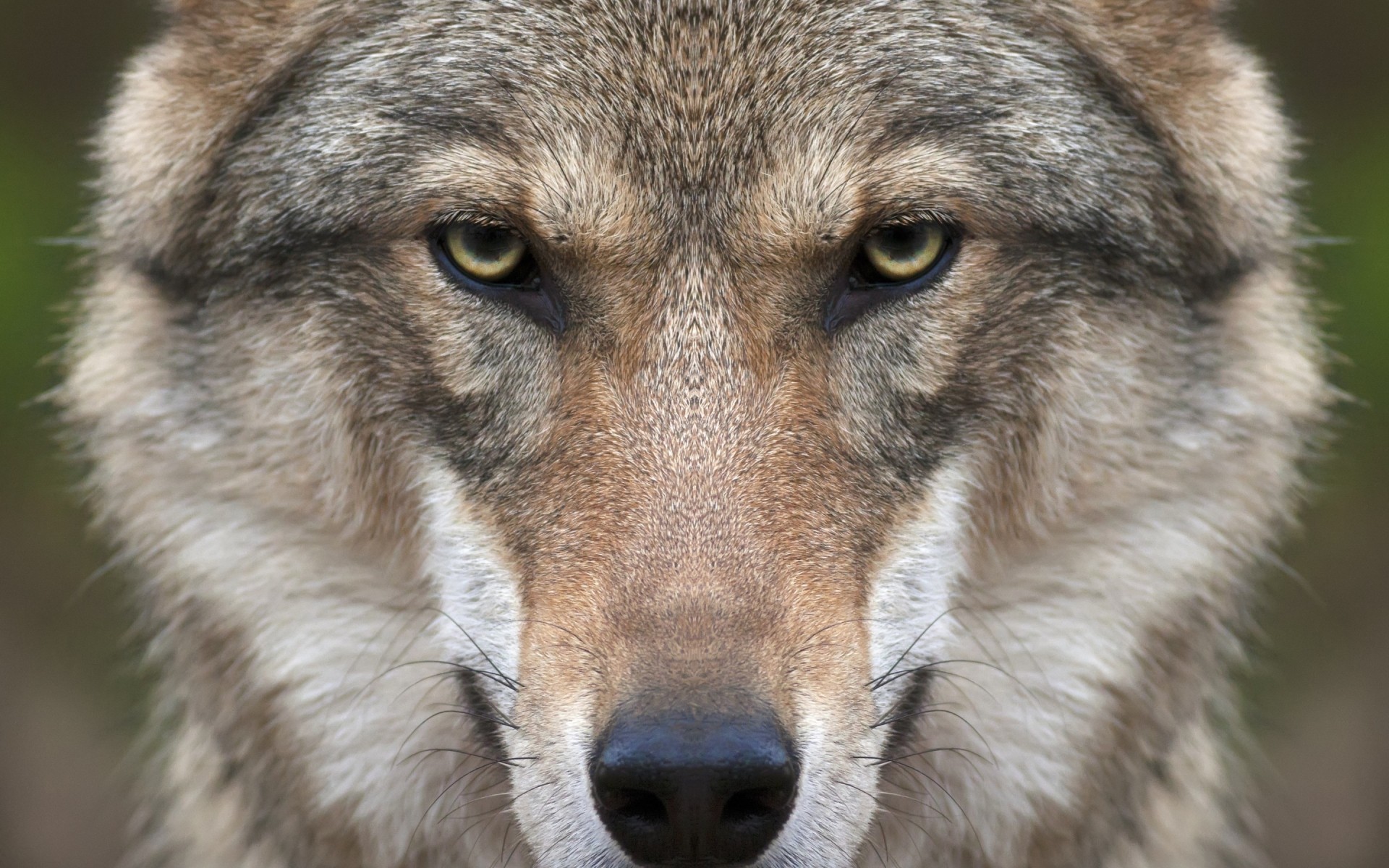 animaux mammifère faune loup animal sauvage prédateur fourrure cynologue chien nature zoo oeil portrait tête moelleux