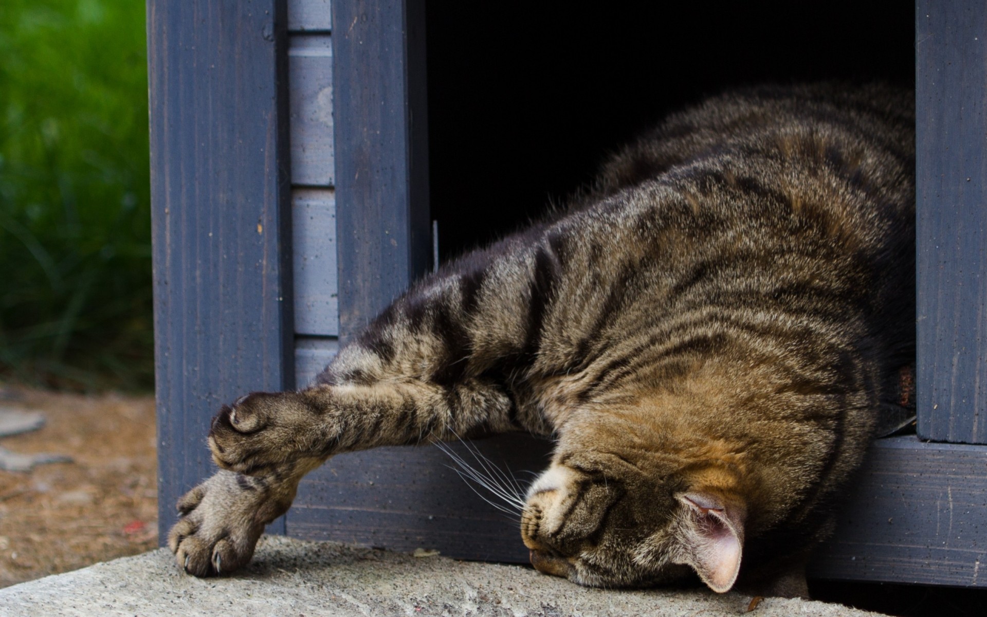 katze katze tier haustier kätzchen niedlich säugetier porträt inländische traum fell auge junge liebenswert natur wenig vorschau