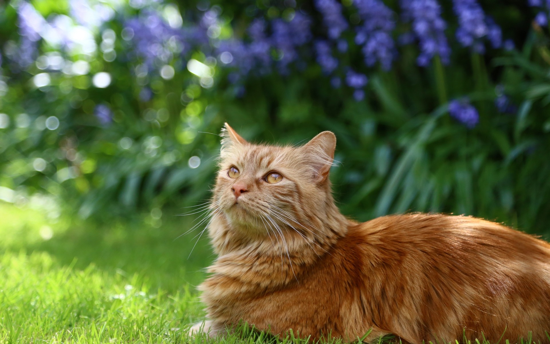 katzen gras tier natur niedlich katze säugetier porträt fell wenig haustier junge auge feld rote katze flauschige katze