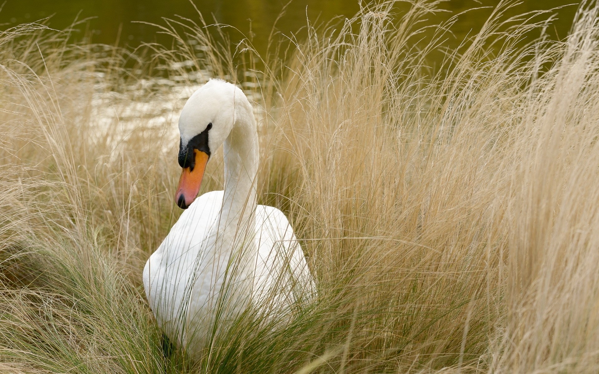 cisnes naturaleza hierba pájaro vida silvestre animal salvaje al aire libre pluma campo verano cisne cisne blanco