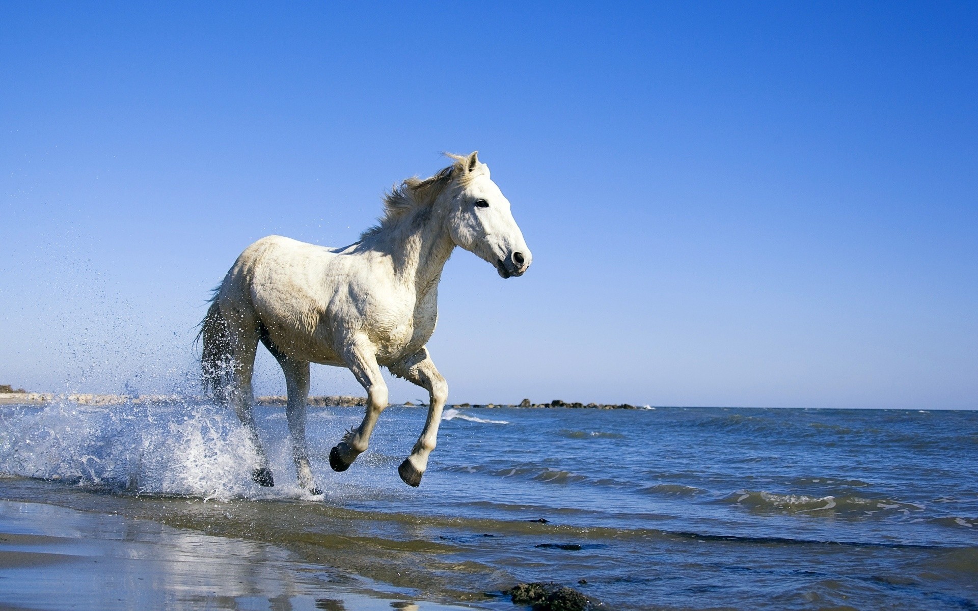 animaux mammifère cheval mare à l extérieur eau cavalerie ciel nature animal été liberté goujons océan gratuit détente