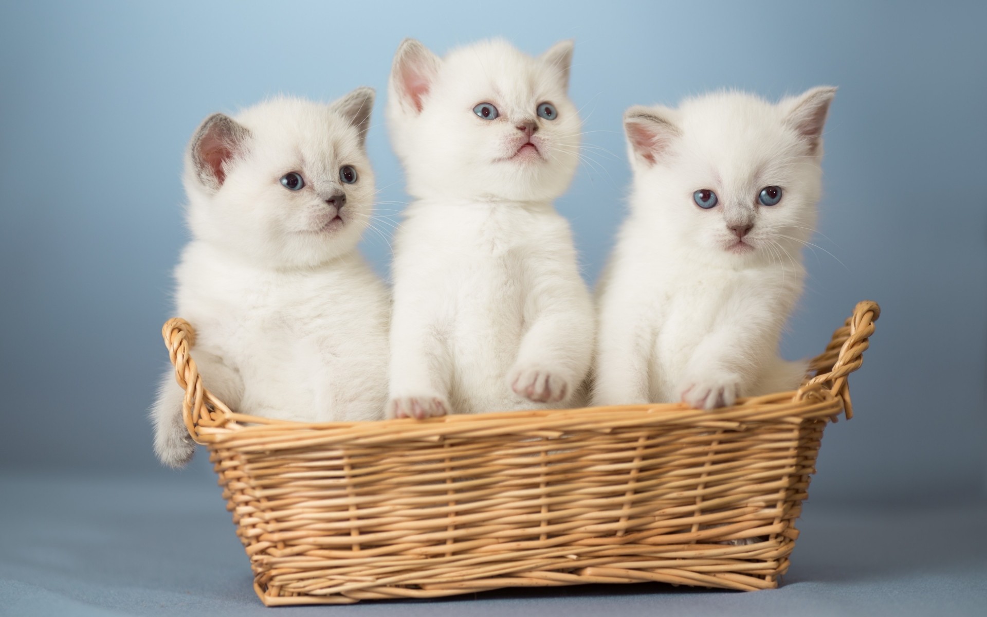 gatti carino gatto cestino mammifero piccolo animale domestico gattino animale sedersi bambino pelliccia giù giovane adorabile ritratto divertente domestico studio anteprima gattini