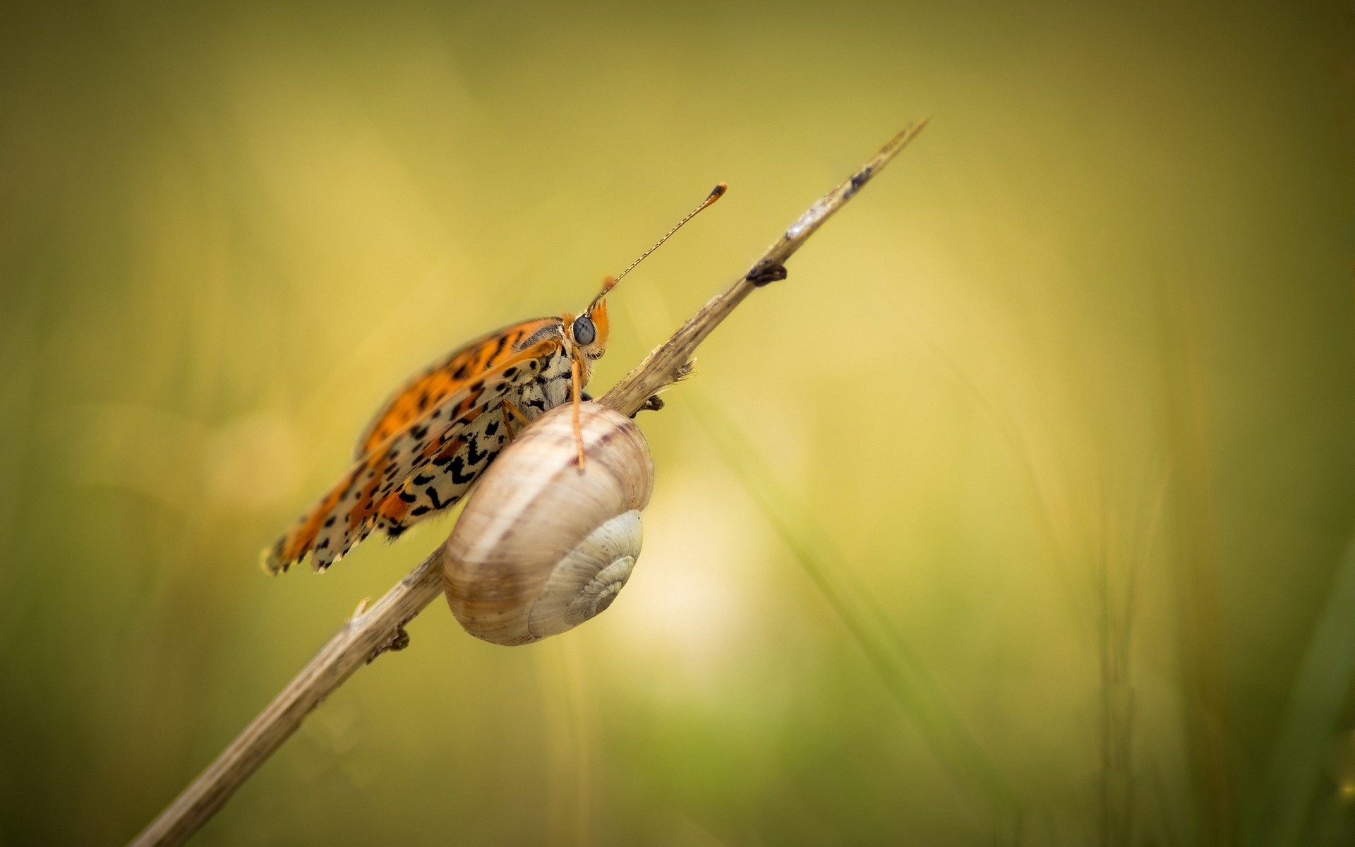 insetti natura insetto invertebrati all aperto fauna selvatica giardino animale primo piano selvaggio lumaca farfalla