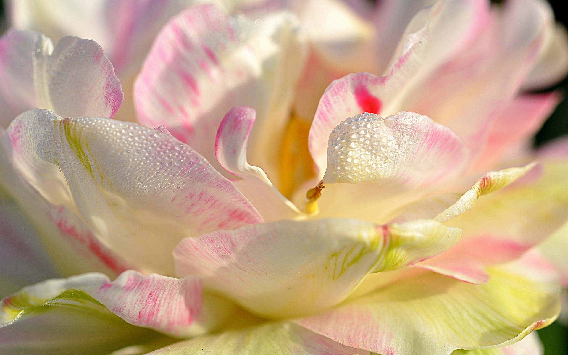 flores flor natureza jardim bela flora cor floral pétala presente folha close-up amor desktop blooming tulipa romântico brilhante verão aniversário magnólia pétalas flor branca