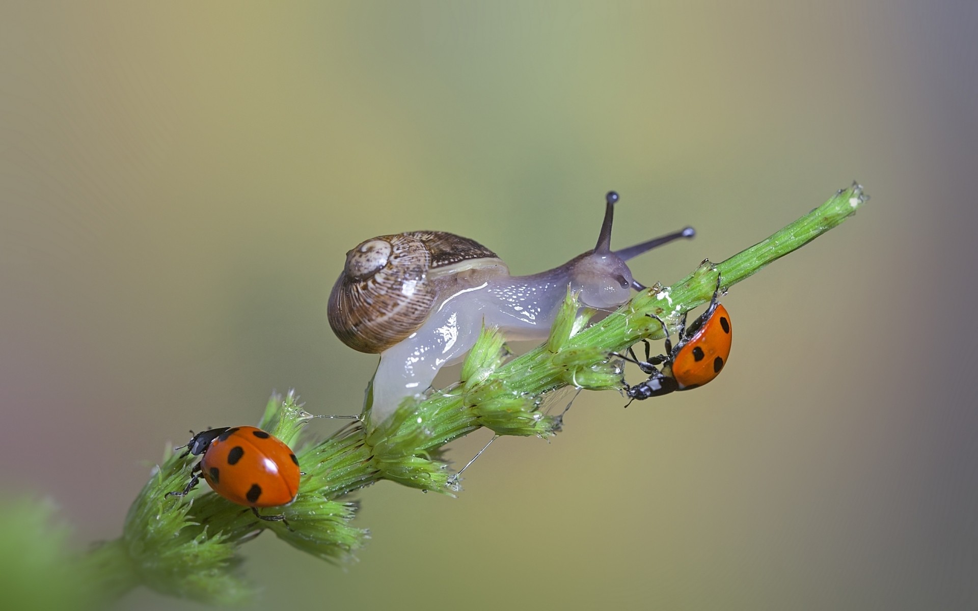 insects insect invertebrate ladybug beetle biology wildlife nature antenna little outdoors tiny garden leaf animal snail ladybugs blade of grass