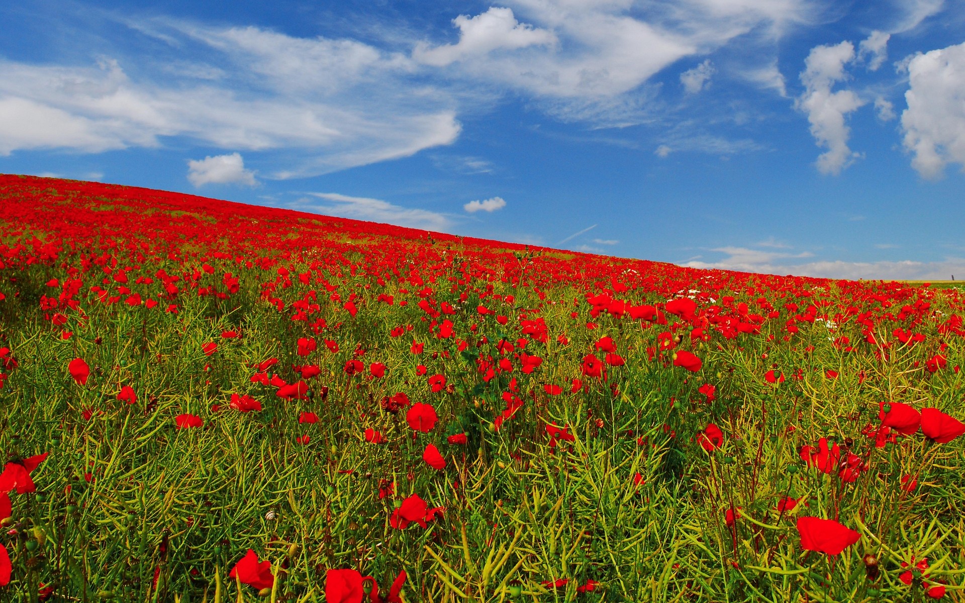 blumen poppy blume feld heu natur gras flora landschaft des ländlichen sommer im freien weiden wachstum landschaft wildflower landwirtschaft bauernhof wild farbe mohnblumen himmel