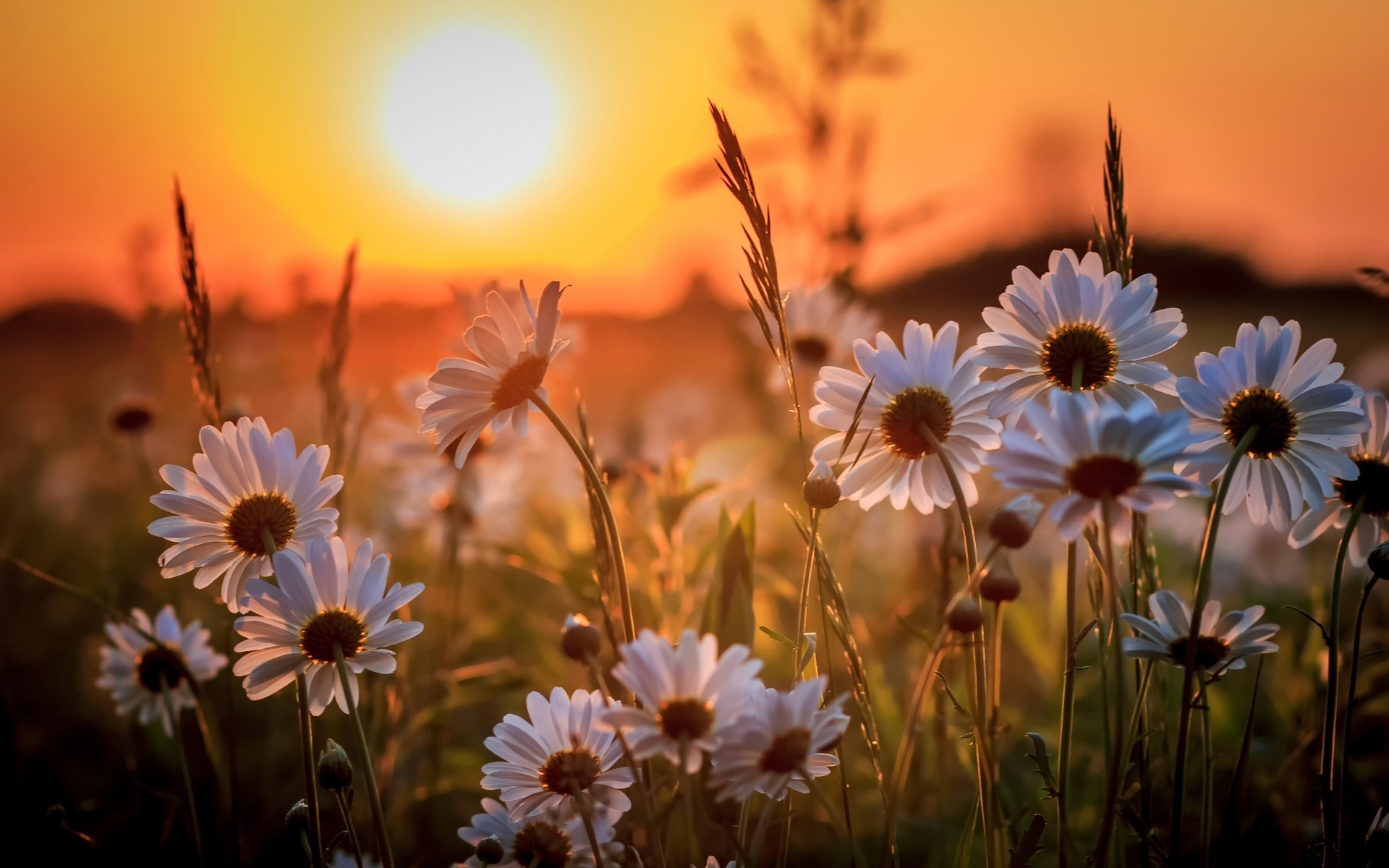 blumen natur blume feld sommer sonne flora gutes wetter wachstum garten des ländlichen raumes gras im freien heuhaufen schließen saison gänseblümchen blatt farbe hell