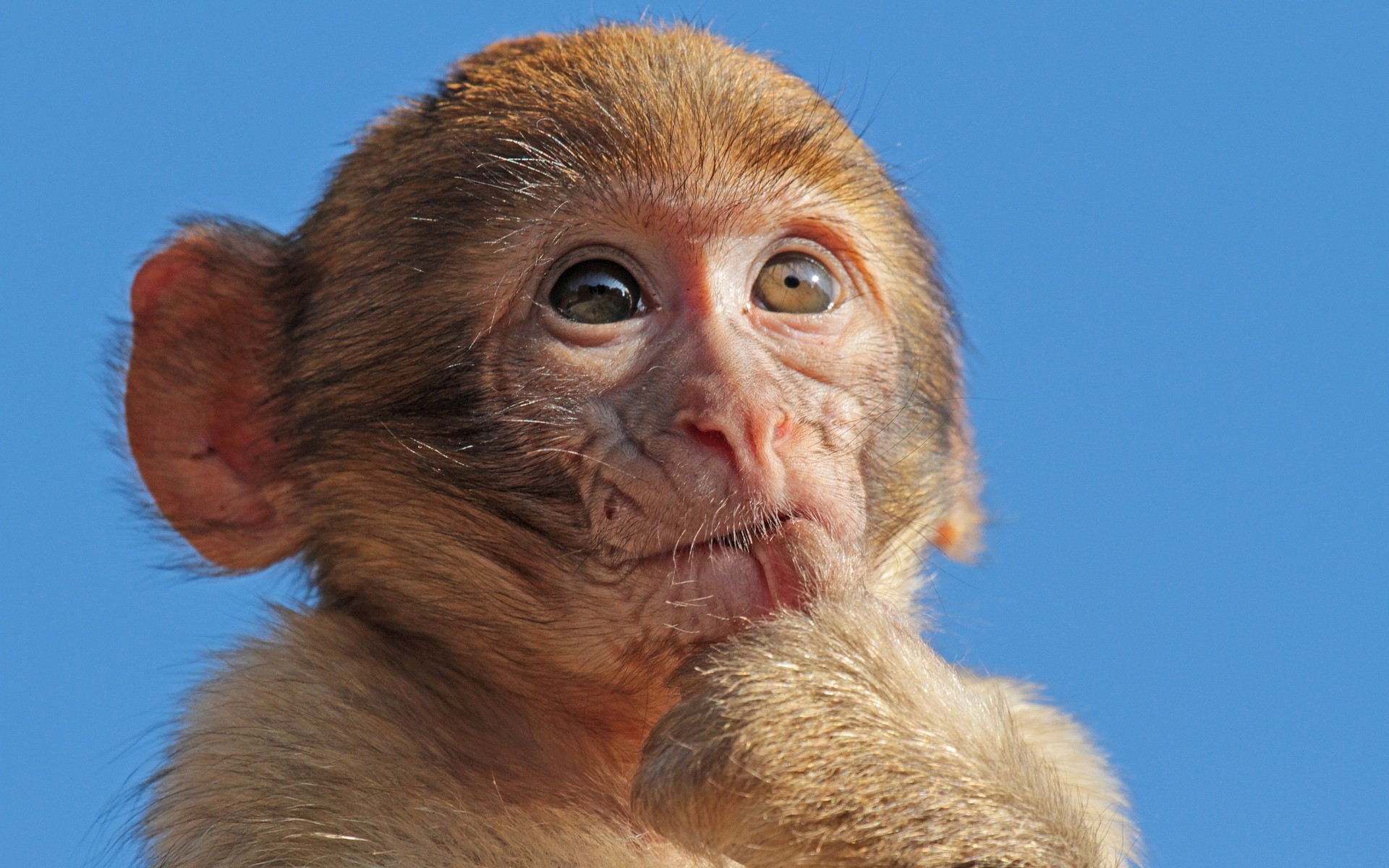 animals mammal portrait wildlife monkey animal cute fur one funny primate nature