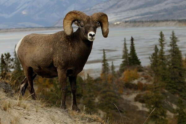 Mammifero della fauna selvatica con le corna