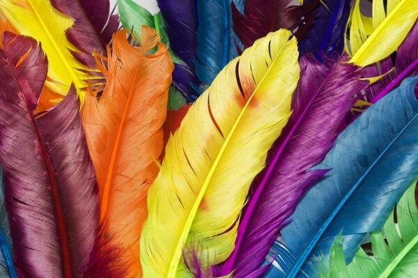 Pleasant delicate colors of feathers