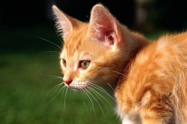 Gato vermelho com bigode longo Olhando para algum lugar