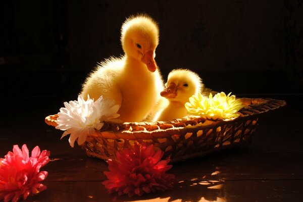 Little ducklings swim in the pond