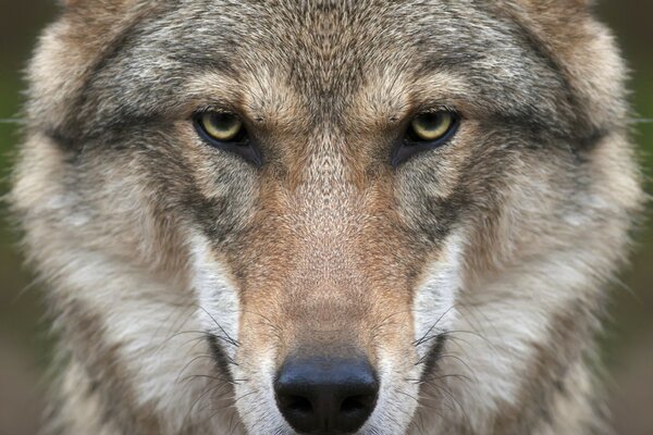 Lobo en la naturaleza