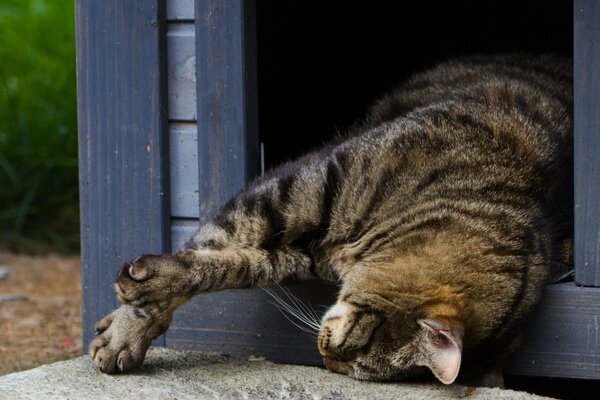 Die Katze schläft in einem Holzhaus auf der Straße