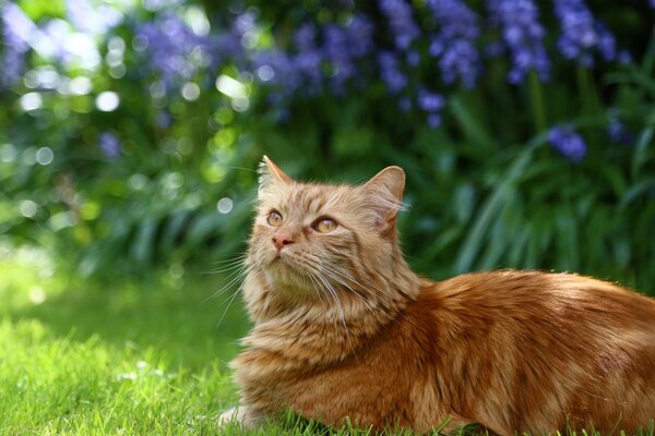 Süße Katze, die sich auf dem Rasen ausruht