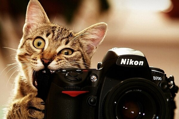 A very smart cat photographer