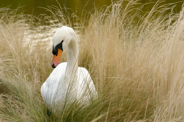 Swans in the wild by the lake