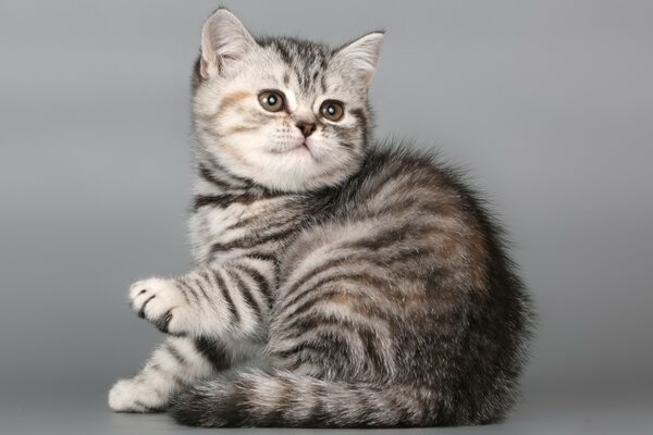 Lindo gato con hermoso pelo