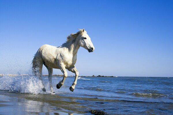 一匹马沿着海边奔跑的美丽景色