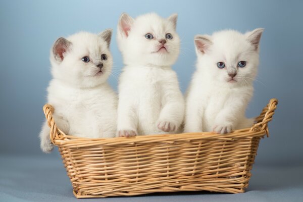 Three fluffy kittens in a basket