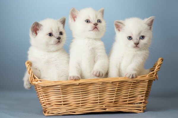 三个蓬松的小猫在一个篮子里