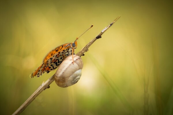 Butterfly and snail met on a branch