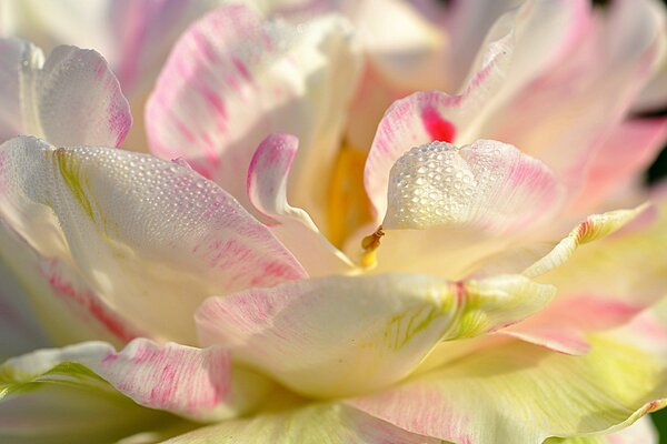 Zarte rosa-weiße Blume mit Wassertropfen