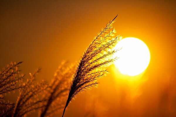 Campo rojo brillante al atardecer