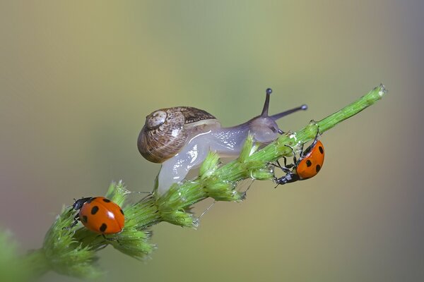 Snail with ladybugs in the wild