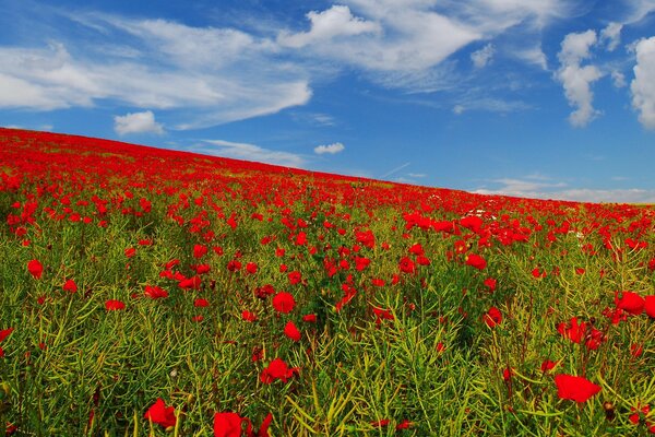 Le champ est plein de couleurs rouges