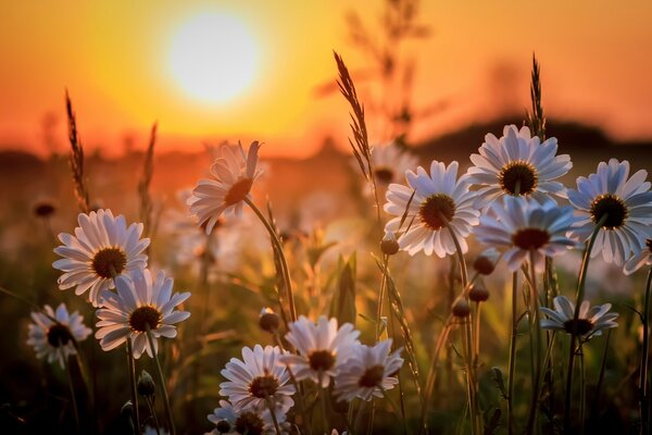 Field daisies at sunset