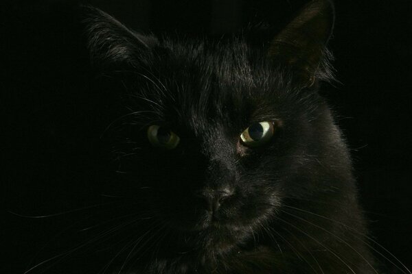 Eine dunkle Katze schaut in die Kamera