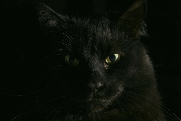 Dark cat looks into the camera