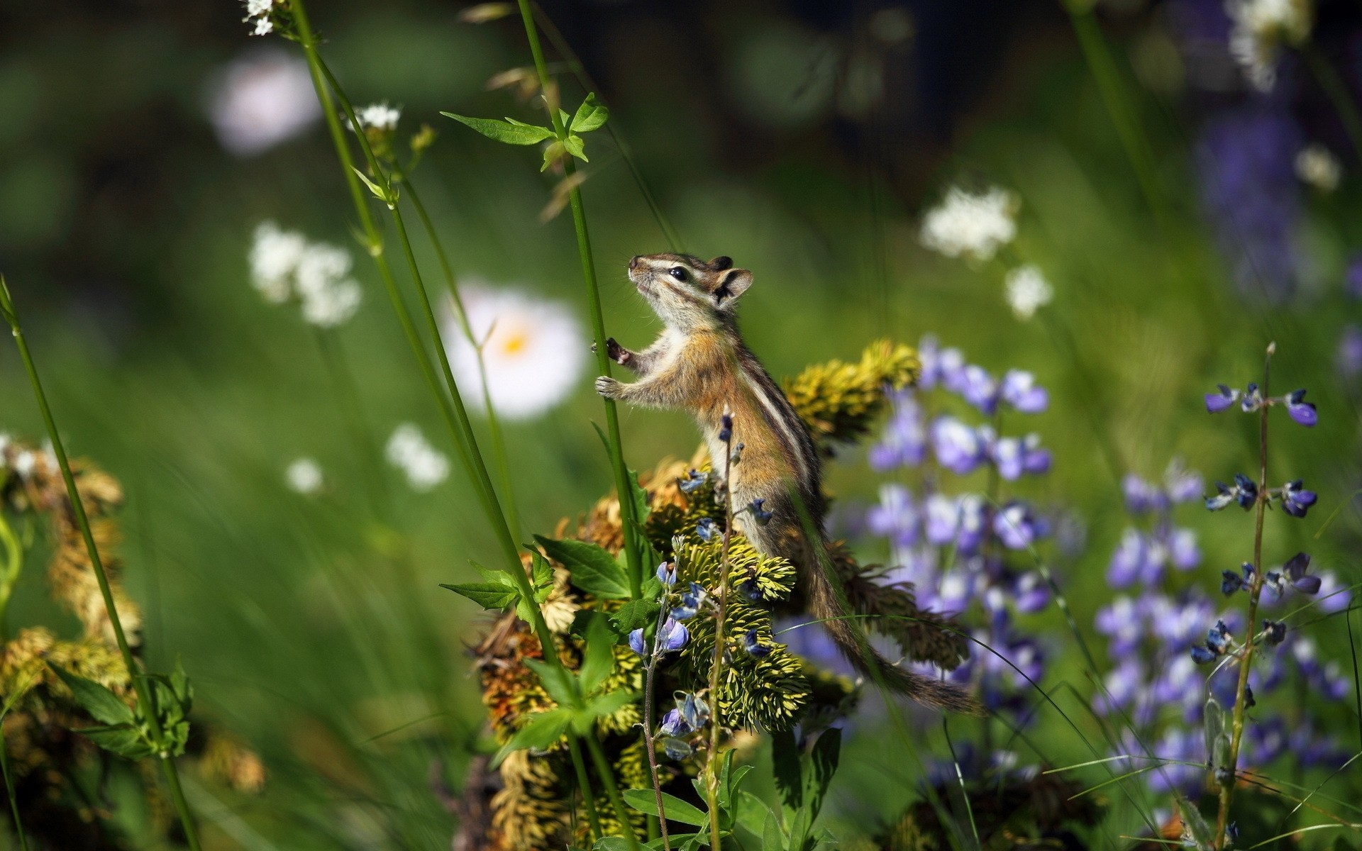 zwierzęta natura kwiat na zewnątrz trawa lato mało flora ogród liść dziki sianokosy wiewiórka wiewiórka