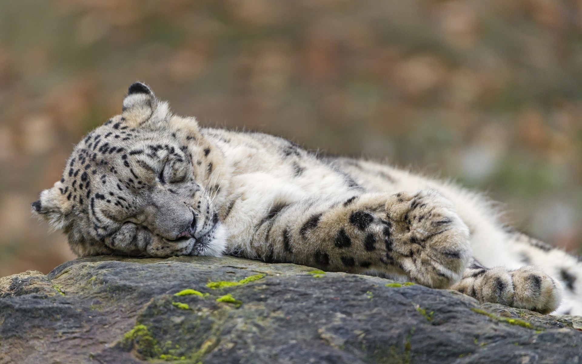 animaux faune mammifère chat nature animal mangeur de viande prédateur sauvage grand fourrure zoo chasseur en voie de disparition à l extérieur léopard danger léopard des neiges pierre sommeil