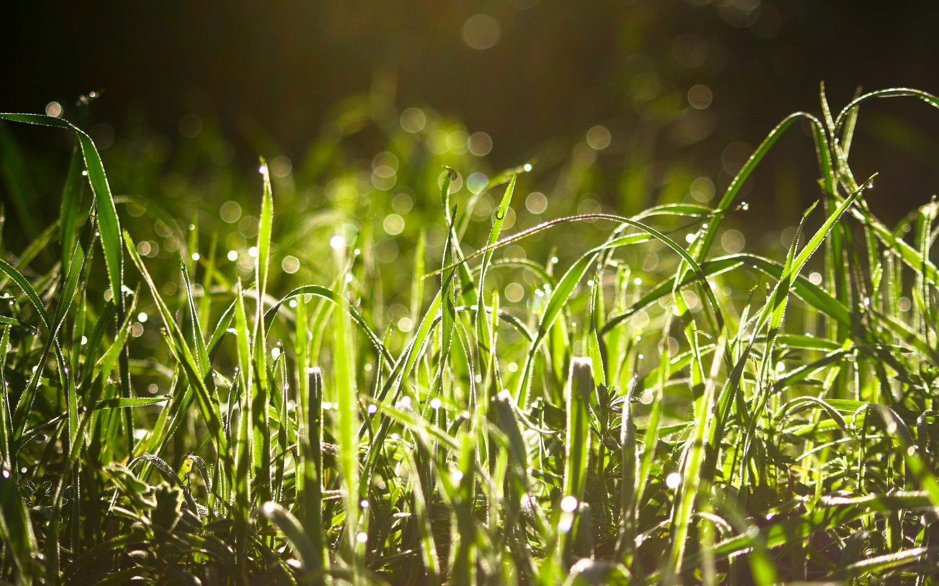 piante erba rugiada flora crescita campo pioggia giardino caduta alba prato foglia lama lussureggiante natura ambiente estate fieno sole freschezza erba bagnata goccioline