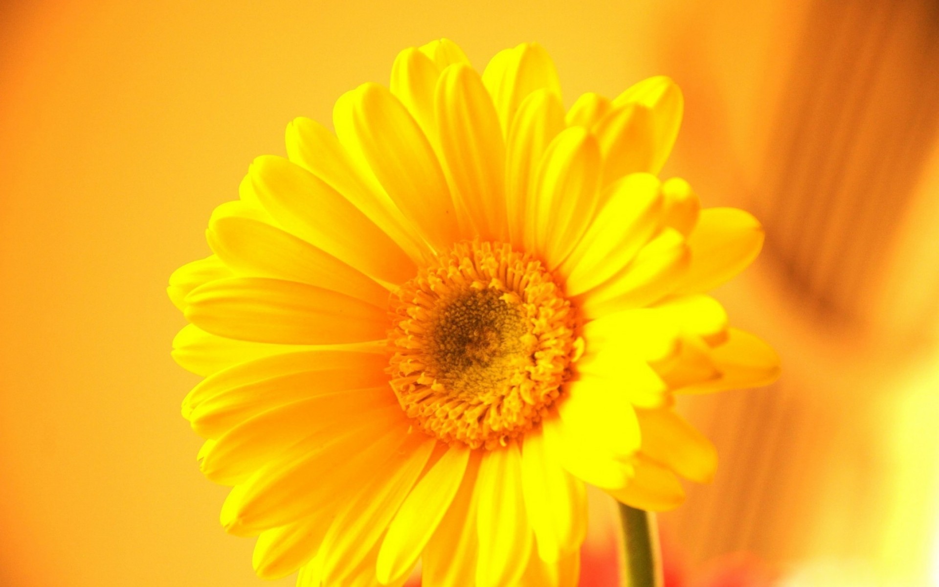 flores flor natureza flora verão brilhante cor pétala crescimento gerbera amarela gerbera